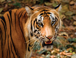 Peppara wildlife sanctuary - Kerala Travels