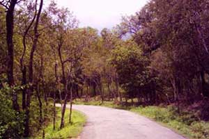 Sandalwood forest in marayoor